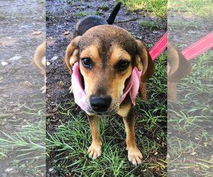 Beagle-Unknown Mix Dogs for adoption in Valrico, FL, USA