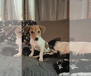 Jack Russell Terrier-Parson Russell Terrier Mix Dogs for adoption in Ball Ground, GA, USA