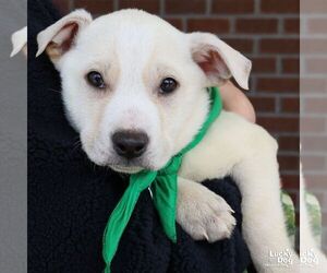 Labrador Retriever-Unknown Mix Dogs for adoption in Washington, DC, USA