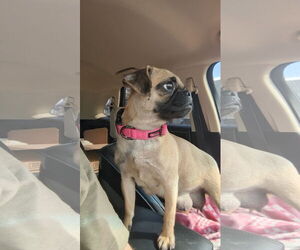 Pug Dogs for adoption in FAIRLAWN, OH, USA