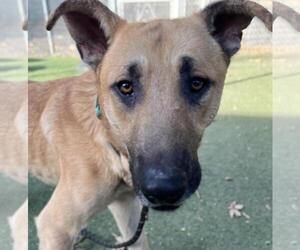 German Shepherd Dog Dogs for adoption in Woodland, CA, USA