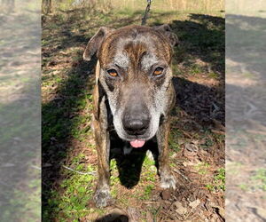 Mutt Dogs for adoption in Calhoun, GA, USA
