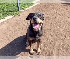 Rottweiler-Unknown Mix Dogs for adoption in Orange, CA, USA