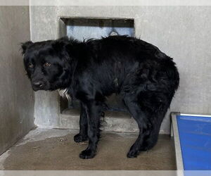 German Shepherd Dog-Unknown Mix Dogs for adoption in San Bernardino, CA, USA