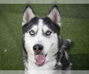 Siberian Husky Dogs for adoption in Chandler, AZ, USA