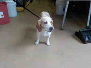 Beagle Dogs for adoption in Chula Vista, CA, USA