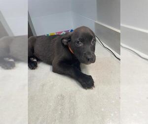 Shepradors Dogs for adoption in Baytown, TX, USA