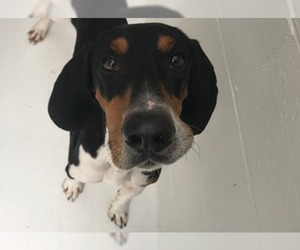 American Foxhound Dogs for adoption in Raleigh, NC, USA
