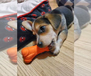 Beagle Dogs for adoption in Westwood, NJ, USA
