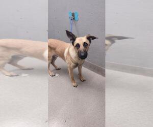 German Shepherd Dog-Unknown Mix Dogs for adoption in Las Vegas, NV, USA