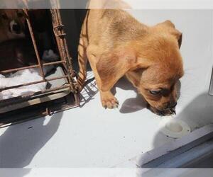 Staffordshire Bull Terrier-Unknown Mix Dogs for adoption in Houston, TX, USA