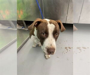 American Pit Bull Terrier-Unknown Mix Dogs for adoption in Waco, TX, USA