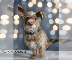 Mutt Dogs for adoption in Phelan, CA, USA