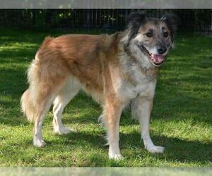 Collie Dogs for adoption in West Valley, UT, USA
