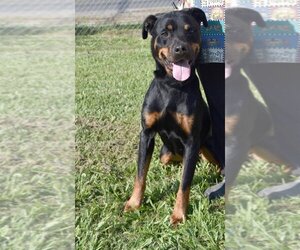 Rottweiler-Unknown Mix Dogs for adoption in Kingsland, GA, USA