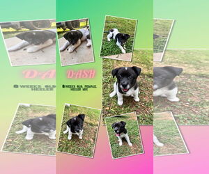 Mutt Dogs for adoption in Social Circle, GA, USA