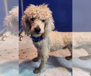 Mutt Dogs for adoption in Walnutport, PA, USA