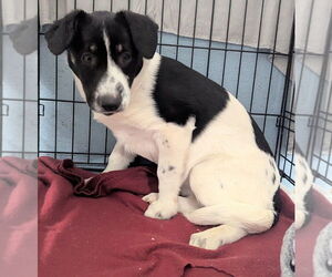 Scottish Collisky Dogs for adoption in Evansville, IN, USA