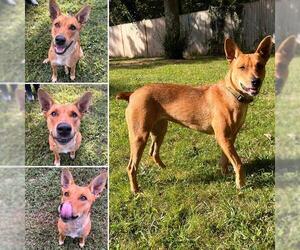 Mutt Dogs for adoption in Brewster, MA, USA