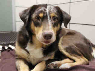 Australian Shepherd Dogs for adoption in Fort Wayne, IN, USA