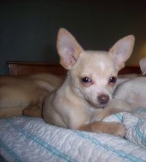 Chiranian Dogs for adoption in Fultonham, NY, USA
