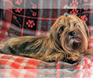 Mutt Dogs for adoption in Bon Carbo, CO, USA