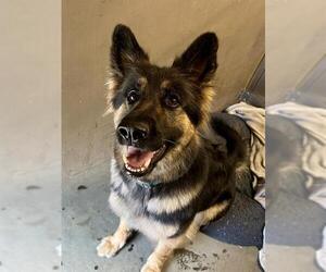 German Shepherd Dog Dogs for adoption in Santa Cruz, CA, USA