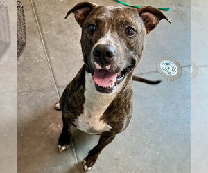 Plott Hound-Unknown Mix Dogs for adoption in Tavares, FL, USA