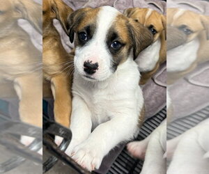 Anatolian Shepherd Dogs for adoption in GILBERTS, IL, USA