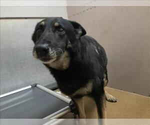 German Shepherd Dog Dogs for adoption in Martinez, CA, USA