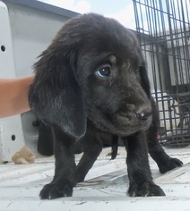 Small Labloodhound
