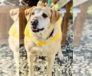 Labrador Retriever Dogs for adoption in Manahawkin, NJ, USA