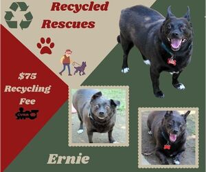 Chihuahua-Schipperke Mix Dogs for adoption in Lindsay, CA, USA