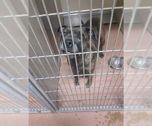 American Pit Bull Terrier-Unknown Mix Dogs for adoption in Ogden, UT, USA