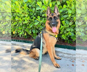 German Shepherd Dog Dogs for adoption in Fort Lauderdale, FL, USA