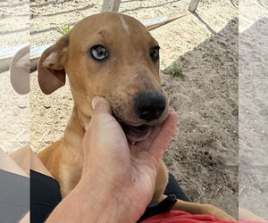 Catahoula Leopard Dog-Unknown Mix Dogs for adoption in Sanford, FL, USA