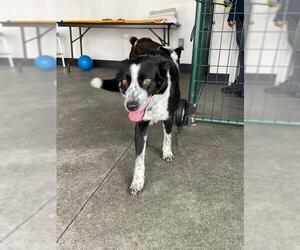 Australian Shepherd-Unknown Mix Dogs for adoption in Berkeley , CA, USA