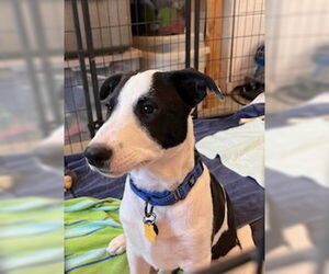 Collie-Jack Russell Terrier Mix Dogs for adoption in Pueblo West, CO, USA
