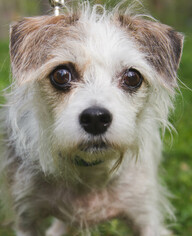 Shih Tzu-Unknown Mix Dogs for adoption in Asheville, NC, USA