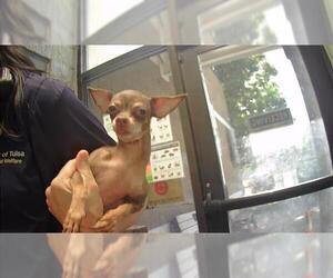 Chihuahua Dogs for adoption in Tulsa, OK, USA