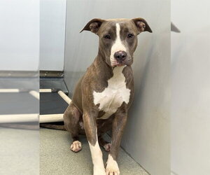 Mutt Dogs for adoption in Fayetteville, NC, USA