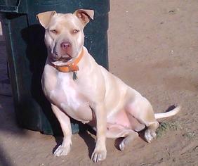Small American Staffordshire Terrier-Chinese Shar-Pei Mix