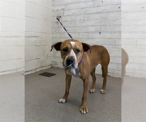 Mutt Dogs for adoption in San Bernardino, CA, USA