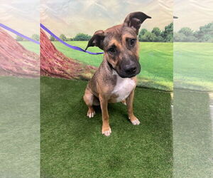 Black Mouth Cur-Unknown Mix Dogs for adoption in Euless, TX, USA