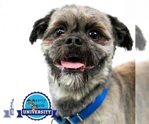Lhasa Apso Dogs for adoption in Kennesaw, GA, USA