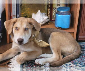 Huskies -Unknown Mix Dogs for adoption in MIDWAY, UT, USA