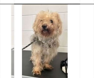 Mutt Dogs for adoption in Farmington, MN, USA