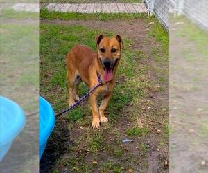 Labrador Retriever-Unknown Mix Dogs for adoption in Conroe, TX, USA