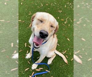 Labrador Retriever Dogs for adoption in Baytown, TX, USA