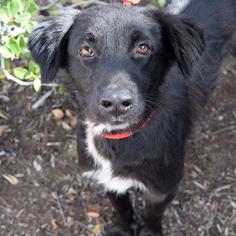 Border-Aussie Dogs for adoption in San Diego, CA, USA